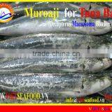FROZEN MUROAJI FOR TUNA BAIT thumbnail-1