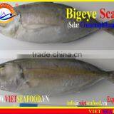 FROZEN BIGEYE SCAD WHOLE ROUND thumbnail-1