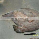 Wild Monkfish Tail Meat thumbnail-1