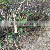 Bamboo Wood Bows for Children thumbnail-4