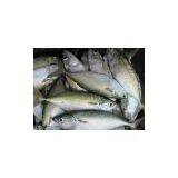 Pakistan Indian Mackerel thumbnail-1