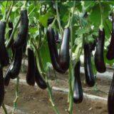 Hybrid Long Eggplant Seeds Mid-early Maturity Green Sepal Vegetable Seeds No.85 thumbnail-2