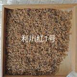 Supply Hubei Enshi Black Tea Selenium Rich Black Tea Lichuan Black Organic Black Tea Spring Tea thumbnail-5