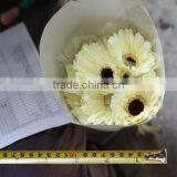 Various Hot-sale Flower Single Stem Gerbera thumbnail-2