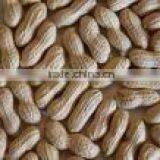 Peanut in Shells thumbnail-3