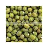 Green Mung thumbnail-1