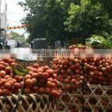 Price of Whole Sale Fresh Lychee From Vietnam thumbnail-4