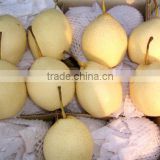 fresh ya pears 2015 for sales