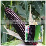 Strong growth and anti virus disease black sweet waxy maize corn Black F1