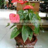 Adding Sand to Clay Soil thumbnail-3