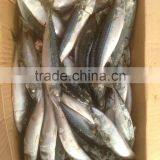 Sea Frozen Pacific Mackerel thumbnail-2