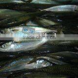 Frozen Pacificus Mackerel thumbnail-5