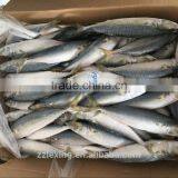 Frozen Pacific Mackerel 5-6pcs/kg thumbnail-1