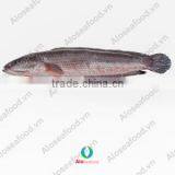 SNAKEHEAD/ CHANNA/ OPHIOCEPHALUS thumbnail-1