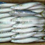 Fresh Frozen Atlantic Mackerel Fish thumbnail-1