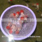 Live Tropical Gold Fish thumbnail-6