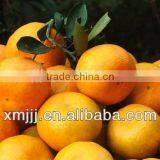 Citrus Fruits Orange Export Company thumbnail-5