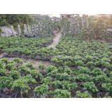 S Shaped Ficus Ginseng Microcarpa Taiwan Ficus Banyan Fig Indian Laurel Fig Potted Bonsai Tree Indoor Plants thumbnail-2