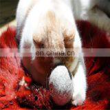 Amazon Best Sale Catnip Ball Wool thumbnail-2