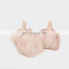 New Crop 2020 Delicious Fresh Garlic White Peeled Super Garlic thumbnail-3
