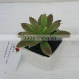 Mini Succulents Plants Natural Artificial Plants Gift High Simulation Plants thumbnail-1