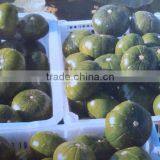 Planting Hybrid Squash Seeds