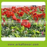 China company Artificial Flowers For Party Supplier singel carnation find importers