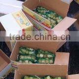 Sugarcane Cut thumbnail-1