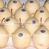New Crop Ya Pear Fruit Chinese Supplier