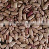 China High Quality Speckled Beans Wholesale thumbnail-5
