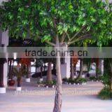 Artificial Polyscias Trees PE Leaves Fake Tree for Sale thumbnail-2