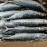 Pacific Mackerel thumbnail-4
