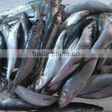 Good Quality Frozen Sardines 6-7pcs/kg thumbnail-3