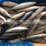 BQF Fresh New Caught Size 200-300 Sea Frozen Pacific Mackerel thumbnail-5