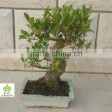 Ficus Microcarpa Bonsai in 15cm,20cm ,25cm ,30cm Pot,ball ,S Shape thumbnail-1