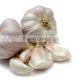 Pure Natural Garlic Allicin Extract Powder thumbnail-1