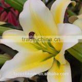 New Arrival Fresh Cut Yellow Lily Flower thumbnail-2