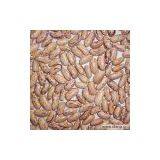 Sell Light Speckled Kidney Bean thumbnail-1