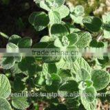 High Quality Pure Thyme Oil