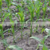 New Products 2015 Innovative Product Agricultural Corn Planting Machine thumbnail-6