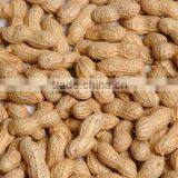 Shandong Peanut thumbnail-1