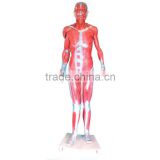Human Whole Body Muscular Model 80cm(Life Size)