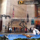 MY Dino-C076 Museum Educational Flexible Skeleton thumbnail-6