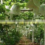 White Kraft Fruit Paper Bag for Grape Growing thumbnail-1