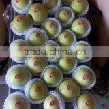 Large Quantity Fresh Green Qinguan Apple From China