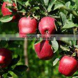 Delicious Red Huaniu Apple Sweet Taste Apples With Best Price thumbnail-5