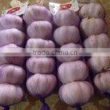 2016 New Crop Factory Garlic