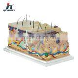 Big Solid Health Skin,w/hair