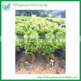 Green Plants Ficus Ginseng Bonsai thumbnail-3