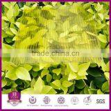 Cheap Twin-wall Polycarbonate Sheet Greenhouse Sheet, Roofing Sheet, Awning Sheet thumbnail-1